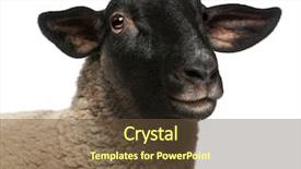  Presentation with old music sheet - Cool new PPT layouts with female suffolk sheep ovis aries backdrop and a tawny brown colored foreground