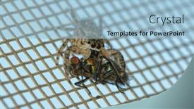  Presentation with tan - Presentation theme with female-tan-jumping-spider-holding background and a light blue colored foreground