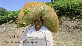  Presentation with tea plantation - 