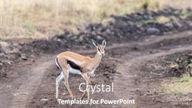  Presentation with female - Cool new PPT layouts with female-thomsons-gazelle-gazella-thomsoni backdrop and a gray colored foreground