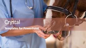  Presentation with horse teen - Presentation consisting of female vet checking horse background and a coral colored foreground