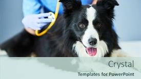  Presentation with vet - Presentation theme consisting of female-vet-examining-a-dog background and a sky blue colored foreground