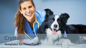  Presentation with vet - Colorful PPT theme enhanced with female-vet-examining-a-dog backdrop and a light blue colored foreground