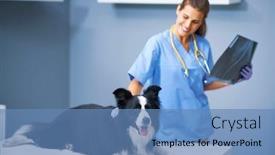  Presentation with vet - Amazing presentation theme having female-vet-examining-a-dog backdrop and a teal colored foreground