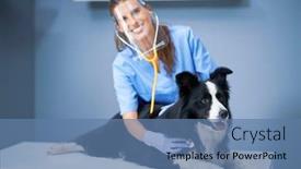  Presentation with vet - Beautiful presentation featuring female-vet-examining-a-dog backdrop and a teal colored foreground