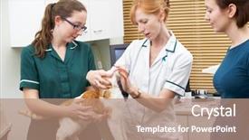  Presentation with surgery - Slide deck having vet examining cat in surgery background and a coral colored foreground