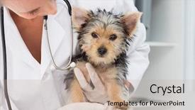  Presentation with vet - PPT theme enhanced with medical theme - female vet holding cute puppy background and a coral colored foreground