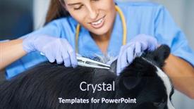  Presentation with vet - Presentation design having female-vet-removing-tick background and a wine colored foreground