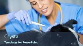  Presentation with vet - Audience pleasing presentation theme consisting of female-vet-removing-tick backdrop and a ocean colored foreground