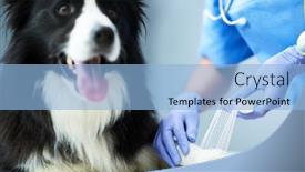  Presentation with paw - Presentation theme featuring female-vet-treating-injured-paw background and a light blue colored foreground