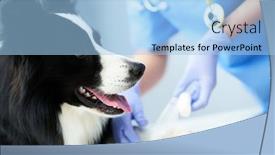  Presentation with paw - Amazing presentation having female-vet-treating-injured-paw backdrop and a light blue colored foreground