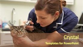  Presentation with veterinary - Cool new presentation theme with female veterinary surgeon examining cat backdrop and a tawny brown colored foreground
