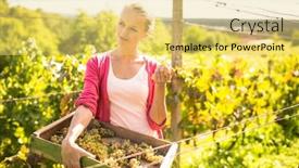  Presentation with vine - PPT theme having female-vintner-harvesting-white-vine background and a yellow colored foreground