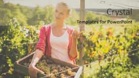  Presentation with vine - PPT theme featuring female-vintner-harvesting-white-vine background and a coral colored foreground
