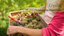  Presentation with vine - Presentation design with female-vintner-harvesting-white-vine background and a gold colored foreground