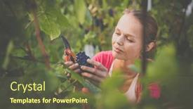  Presentation with vine - Slide deck with female-vintner-harvesting-white-vine background and a tawny brown colored foreground