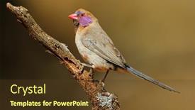  Presentation with south africa - Beautiful PPT theme featuring female-violet-eared-waxbill-uraeginthus backdrop and a tawny brown colored foreground