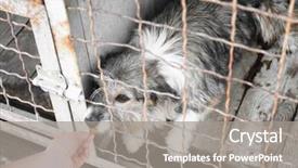  Presentation with dog shelter - Colorful slide deck enhanced with feeding dog at animal shelter backdrop and a gray colored foreground