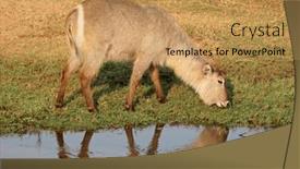  Presentation with kruger - Slide set featuring female-waterbuck-kobus-ellipsiprymnus-feeding background and a coral colored foreground