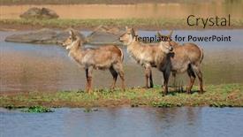  Presentation with kruger - Audience pleasing presentation consisting of female-waterbuck-kobus-ellipsiprymnus backdrop and a coral colored foreground