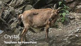  Presentation with west - Presentation theme consisting of female-west-caucasian-tur-capra background and a dark gray colored foreground