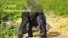  Presentation with western - Amazing PPT theme having female western lowland gorilla standing backdrop and a tawny brown colored foreground