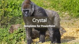  Presentation with western - Slides consisting of female western lowland gorilla standing background and a tawny brown colored foreground