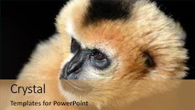  Presentation with gibbon - Slide deck with female white cheeked gibbon background and a yellow colored foreground