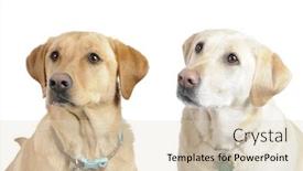  Presentation with dogs - Colorful theme enhanced with female-white-labrador-dogs-looking backdrop and a lemonade colored foreground