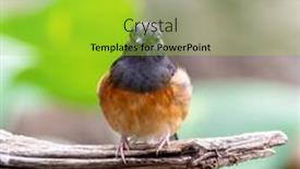  Presentation with south asia - Presentation featuring female-white-rumped-shama-perched background and a yellow colored foreground