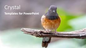  Presentation with south asia - PPT theme consisting of female-white-rumped-shama-perched background and a gray colored foreground