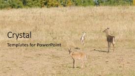  Presentation with whitetail deer - Slide set featuring female whitetail deer odocoilus virginianus background and a  colored foreground
