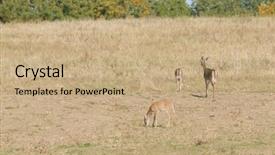  Presentation with whitetail deer - Presentation design consisting of female whitetail deer odocoilus virginianus background and a  colored foreground
