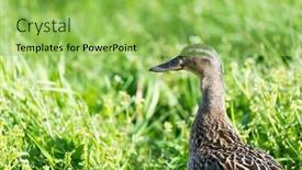  Presentation with duck - Presentation theme with female-wild-mallard-duck-walking background and a yellow colored foreground