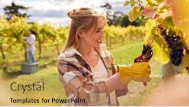  Presentation with vine wine - Presentation with female-worker-harvesting-grapes background and a coral colored foreground