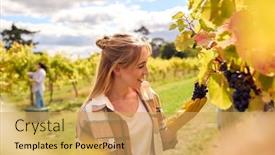  Presentation with vine wine - PPT theme enhanced with female-worker-harvesting-grapes background and a yellow colored foreground