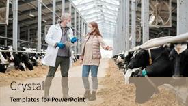  Presentation with holstein cows at dairy farm - Amazing PPT theme having female-worker-of-animal-farm backdrop and a coral colored foreground
