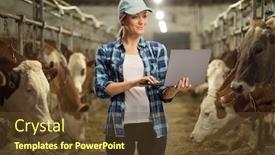  Presentation with dairy cow - Beautiful slide deck featuring female-worker-on-a-cow backdrop and a tawny brown colored foreground
