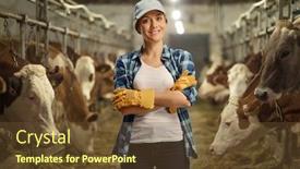  Presentation with dairy cow - Colorful presentation theme enhanced with female-worker-posing backdrop and a tawny brown colored foreground