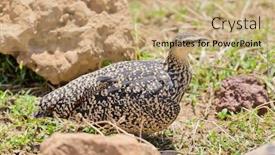  Presentation with yellow - PPT theme featuring female-yellow-throated-sandgrouse-pterocles background and a coral colored foreground