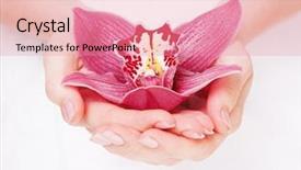  Presentation with purple orchids pink flowers orchid - Presentation consisting of feminine health - beautiful pink orchid in palms background and a coral colored foreground