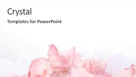  Presentation with feminine - Presentation theme having bottom borders - feminine rose petal border background and a white colored foreground