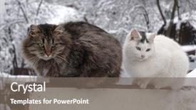  Presentation with cat - Slides having fence in the winter garden background and a gray colored foreground