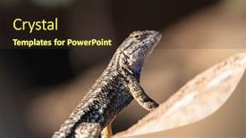  Presentation with sandstone - Presentation design featuring fence-lizard-on-sandstone-rock background and a tawny brown colored foreground