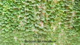  Presentation with ivy - Presentation theme enhanced with fence-of-creeper-leaves-texture background and a yellow colored foreground