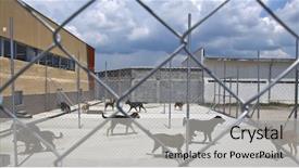  Presentation with homeless - Presentation enhanced with pet adoption - homeless dogs behind fence outside background and a light gray colored foreground