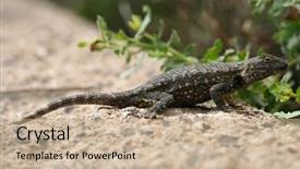  Presentation with western - Amazing slides having fenced - western fence lizard scientific name backdrop and a coral colored foreground