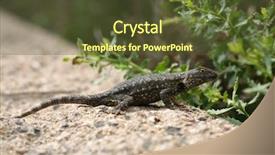  Presentation with name - Presentation featuring fenced - western fence lizard scientific name background and a tawny brown colored foreground
