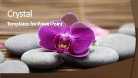  Presentation with orchid - Presentation design having feng - gray stones and beautiful orchid background and a coral colored foreground