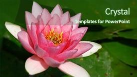  Presentation with water lilly - Slides with fenland - water lilly aka nymphaea background and a tawny brown colored foreground